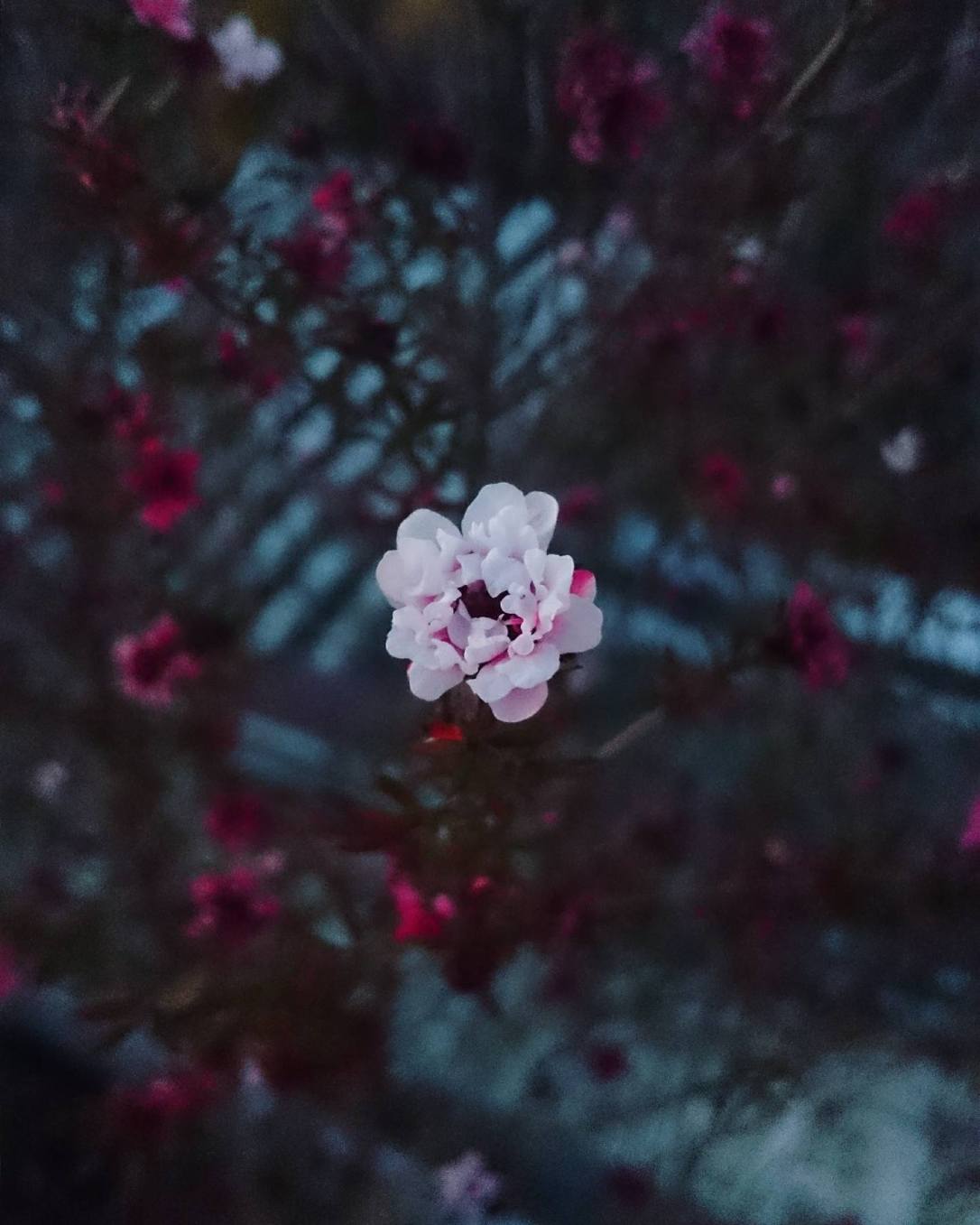 15967054_1015186055253707_753111085_o