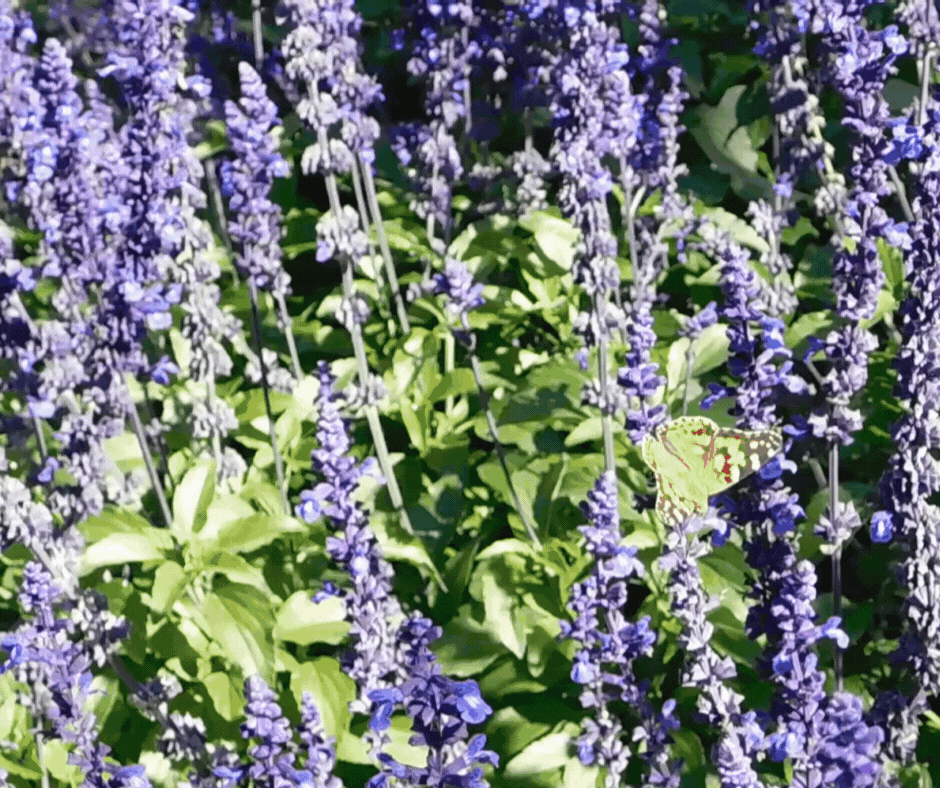 Purple Florist Retail Store Facebook Post